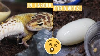 LEOPARD GECKO LAYS TWO MASSIVE EGGS [upl. by Erick]