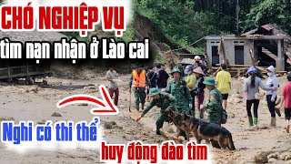 Dùng chó nghiệp vụ và cả trăm chiến sỉ tìm kiếm nạn nhận tại Lào cai [upl. by Duester]