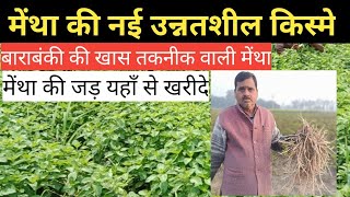 मेंथा की नई उन्नतशील किस्मे  mentha ki kheti kaise Karen  mentha se jyada tel kaise nikale [upl. by Osnerol]