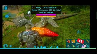 TameEeri Pachydinosaur in Ark Survival Evolved no god consolemobilegaming arknewupdatefree [upl. by Alial]