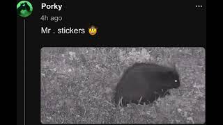 Look  A Porcupine in the Elk field by Porky on Chat [upl. by Eniahpets]