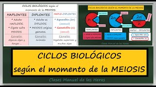 Ciclos Biológicos Según el momento de la MEIOSIS Organismos HAPLONTES DIPLONTES y HAPLO DIPLONTES [upl. by Akinaj]