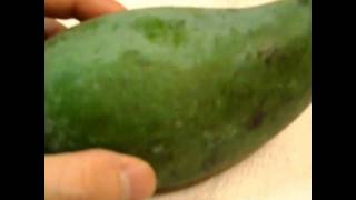 How to eat and prepare a green mango mangoes fruit Review tutorial [upl. by Levey]