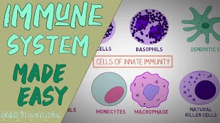 What Is The Immune System  the first line of defense [upl. by Nnasus]