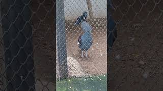 Crowned Pigeon 🐦 shorts nature feed birds pigeon [upl. by Anaeli]