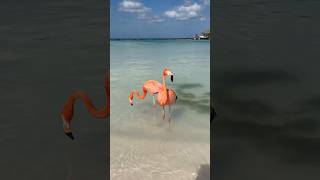 Flamingo Beach in Aruba flamingos aruba flamingobeach island caribbean beach birds tropical [upl. by Delgado]