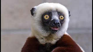 Sifaka lemur [upl. by Fonda]