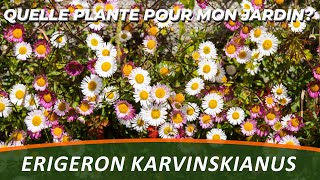 PAQUERETTE DES MURAILLES ou ERIGERON KARVINSKIANUS  Quelle Plante Pour Mon Jardin [upl. by Netsirc]