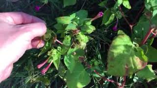 How to Collect Four O’Clock Seeds  Mirabilis Jalapa [upl. by Annairol]