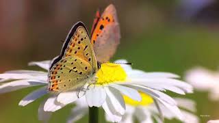 Lycaena tityrus the Sooty copper butterfly [upl. by Schroeder]