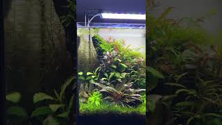 NanoTank Aquascape 30L aquarium aquarius aquascape nanoaquarium nanotank [upl. by Osithe]