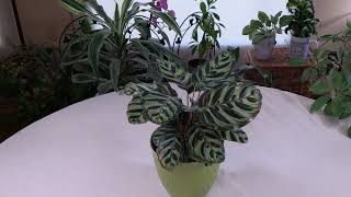 What Prayer Plant looks like in Prayer [upl. by Figueroa]