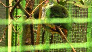 Ptilinopus pulchellus in Weltvogelpark Walsrode [upl. by Nioe]