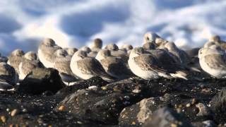 Vroege Vogels  Drieteenstrandloper [upl. by Nett753]