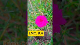 LMC 84 gcam Prime Config File xml lmc8 photography lmc camera lmcconfig nature gcam file [upl. by Kemme310]