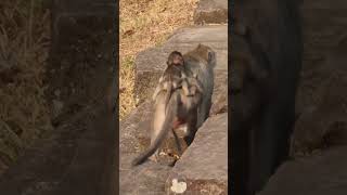 Joking baby monkey shortvideo [upl. by Noble73]