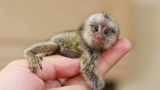 Interesting facts about Finger monkey  Pygmy marmoset Facts [upl. by Acila]