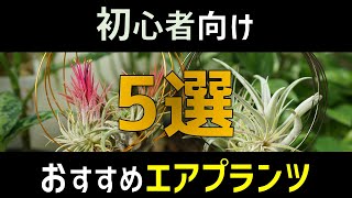 【初心者にオススメ！】大人気エアプランツ５品種amp育て方のポイント♪【チランジア】 [upl. by Yacov]