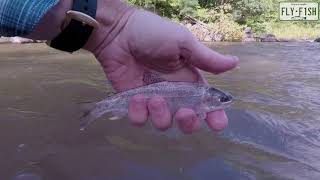 Fly Fishing  Esopus Creek August 24 2019 [upl. by Navoj604]