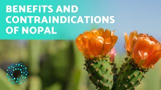 HEALTH BENEFITS of NOPAL 🌵 How to Consume Nopal [upl. by Oinigih]