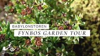 Babylonstoren Fynbos Garden  The Cape Floral Kingdom [upl. by Eelydnarb]