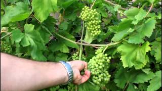 How to Grow Backyard Grapes [upl. by Ewell129]