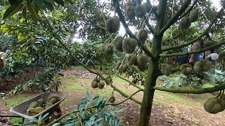 Vietnamese durian has entered the harvest season4 [upl. by Ydnab]