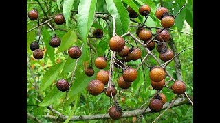 Sapindus mukorossi seeds from Pakistan [upl. by Natsreik]