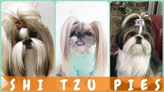 Top dobrze 🐶 fryzury psów shih tzu [upl. by Atinid403]