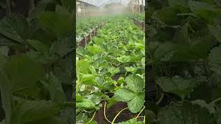 Morangos suspenso em estufa strawberry 2024 morangos garden fruit watermelon reddit frutas [upl. by Nolyag]