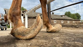 LONG HOOVES on ARABIAN STUD Horse Restoration [upl. by Amrak]