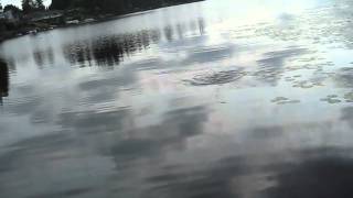 Topwater Bass Fishing The River2Sea Dahlberg Diver Frog [upl. by Nollid]