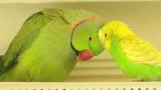 Parakeet and Indian Ringneck in LOVE [upl. by Efi465]