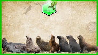 Seals Sea Lion and Wallruses Size Comparison Living Extinct [upl. by Adina]