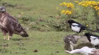 Bucovina  Mom Brings In A Common Buzzard Zenit Self Feeds amp Swallows A Whole Leg amp Foot 71621 [upl. by Adelice]