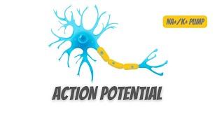 Action potential in Neurons and NAK pump [upl. by Eenobe364]