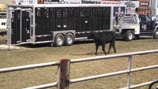 Stock Dog LowStress Cattle Handling NILE 2015 [upl. by Diella611]