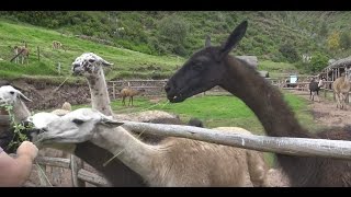 Llama Alpca Vicuña and Guanaco  Peru 4K [upl. by Darcia399]