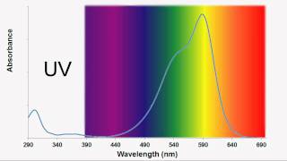 The Decolorization of Crystal Violet [upl. by Schach973]