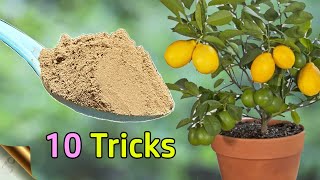 10 TRICKS TO GROW LOTS OF LEMONS  HOW TO GROW LEMON TREE IN POT  CITRUS TREE CARE [upl. by Anatlus925]