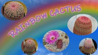 Rainbow Cactus  Echinocereus rigidissimus  Cacti care [upl. by Keiko]