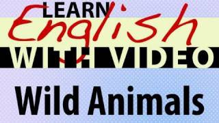 Learn English with Video  Wild Animals [upl. by Lesh]