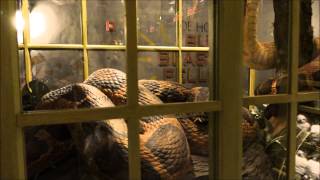 Magical Menagerie Diagon Alley Universal Studios Florida [upl. by Hendren]