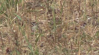 Горобці польові Passer montanus на житньому полі [upl. by Wilsey]