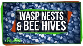 Wasp Nests and Bee Hives [upl. by Brander78]