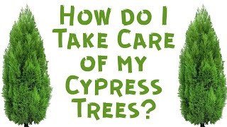 How do I Take Care of my Cypress Trees [upl. by Zellner]