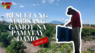 Resulta Ng Mabisang Gamot Na Pamatay Damo [upl. by Desdemona]