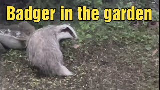 Badger in the Garden [upl. by Anivlis752]