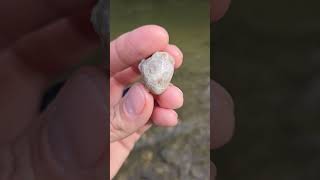 A Pretty Tiny Petoskey Stone hexagonaria fossils coralfossil rockhounding [upl. by Artaed746]