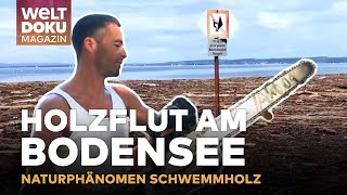 HOLZFLUT AM BODENSEE Vom Unwetter zur Chance  Bürger packen bei Holzbergung an  WELT Magazin Doku [upl. by Elocaj]